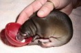 /album/pictures/l-cute-little-baby-platypus-jpg/