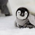 /album/pictures/cute-baby-penguin-with-mother-jpg/