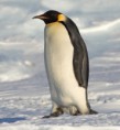/album/pictures/emperor-penguin-manchot-empereur-jpg/