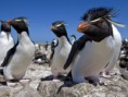/album/pictures/rock-hopper-penguin-close-up-24706-600x450-jpg/