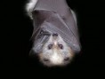 /album/pictures/are-bats-really-blind2-400-jpg/