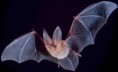 /album/pictures/big-eared-townsend-fledermaus-jpg/