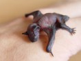 /album/pictures/pipistrellus-pipistrellus-baby-jpg/